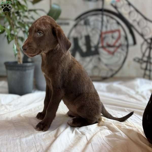 Hector, Chocolate Labrador Retriever Puppy